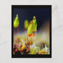 gouttes d'eau" vykort