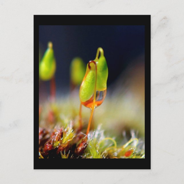 gouttes d'eau" vykort (Framsida)