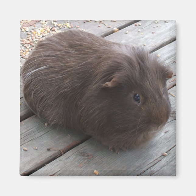 GP-magnet Magnet (Framsidan)