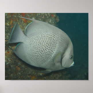 Grå ängelfisk, Värdeaffischpapper (halvblank) Poster