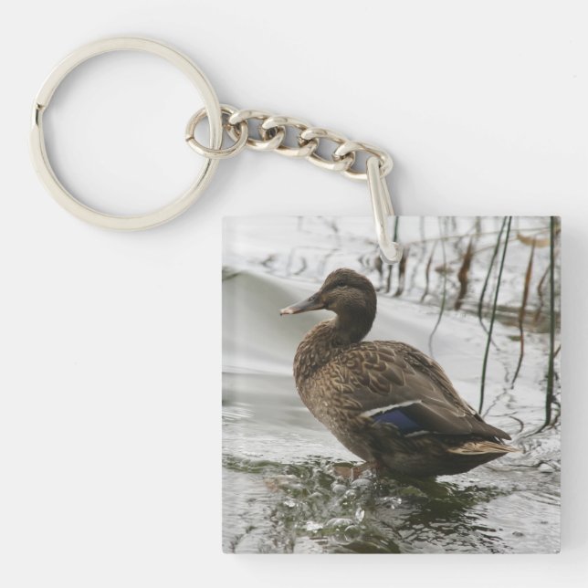 Grå anka på mörka sjön (Framsidan)