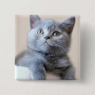 Grå brittisk Shorthair katt Knapp