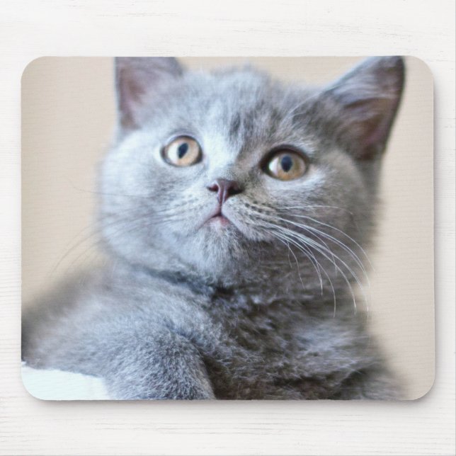 Grå brittisk Shorthair katt Musmatta (Framsidan)