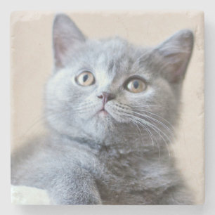 Grå brittisk Shorthair katt Stenunderlägg