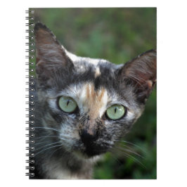 Grå Brun Vit Katt med Gröna Ögon Anteckningsbok Med Spiral