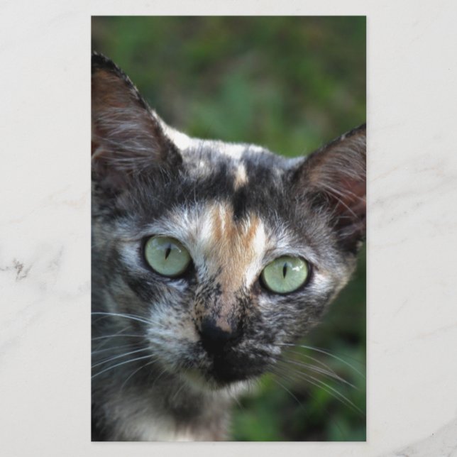 Grå Brun Vit Katt med Gröna Ögon Brevpapper (Framsida)