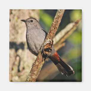 Grå Catbirdmagnet Magnet
