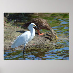Grå Egret-fågel och Anka Poster