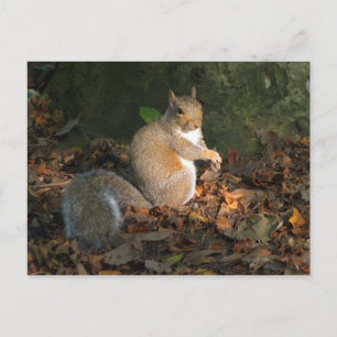 Grå ekorre - Bute Park, Cardiff, Wales, Storbritan Vykort