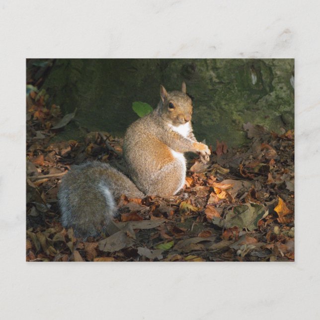 Grå ekorre - Bute Park, Cardiff, Wales, Storbritan Vykort (Framsida)