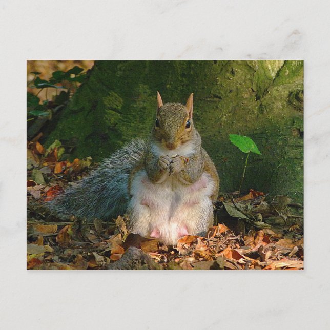 Grå ekorre - Bute Park, Cardiff, Wales, Storbritan Vykort (Framsida)