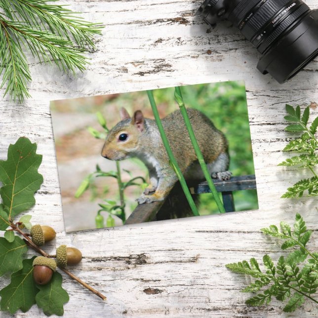 Grå Ekorre Fotografi vykort (Skapare uppladdad)