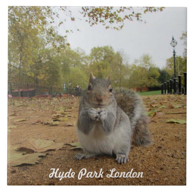 Grå ekorre Hyde Park London. Kakelplatta (Framsidan)