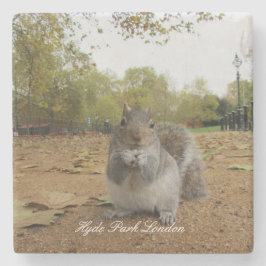 Grå ekorre Hyde Park London. Stenunderlägg