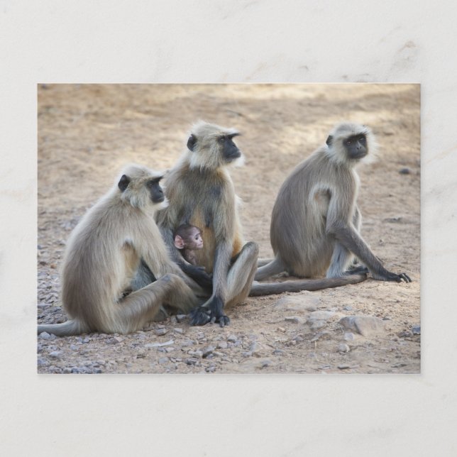 Grå eller vanlig eller Hanuman langur (Semnopithec Vykort (Framsida)