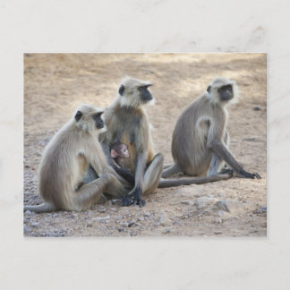 Grå eller vanlig eller Hanuman langur (Semnopithec Vykort