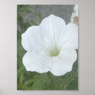 grå eller vit blomkruka poster