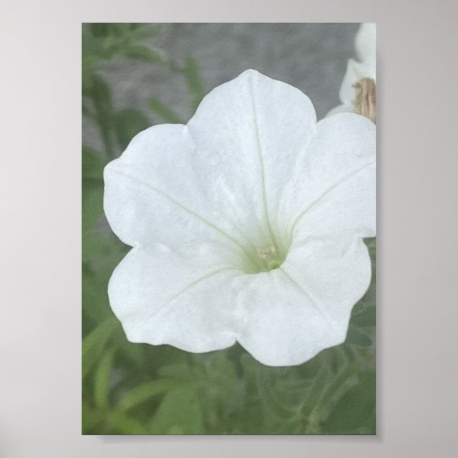 grå eller vit blomkruka poster (Framsidan)