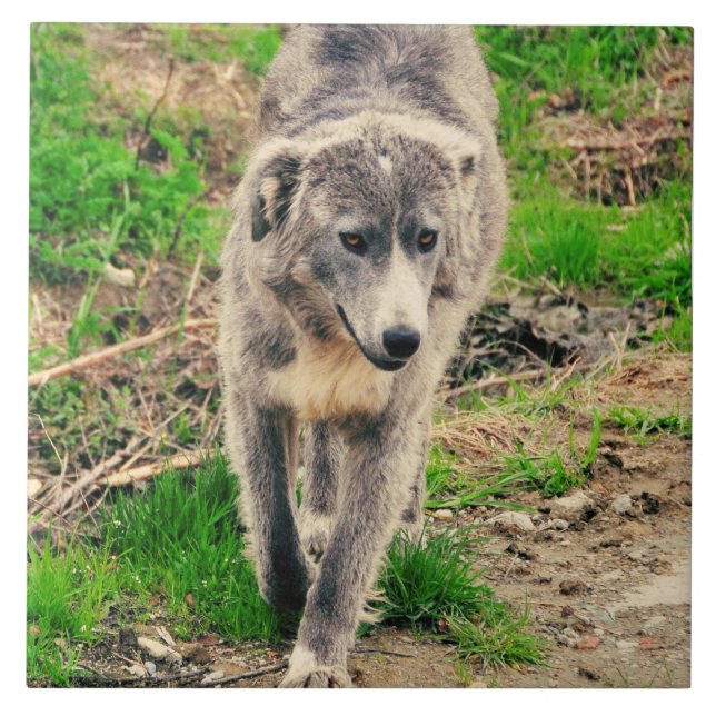 Grå färghund kakelplatta (Framsidan)