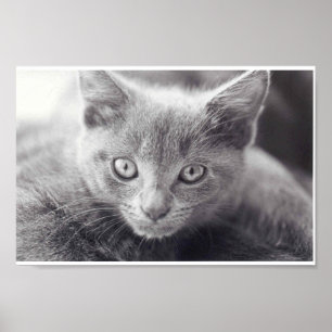 Grå färgkatt poster