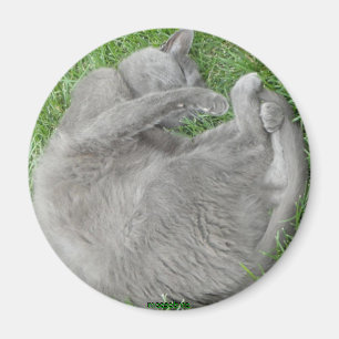Grå färgkatten ta sig en tupplur magneten magnet