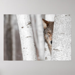 Grå färgvarg (Canislupus) bak träd Poster