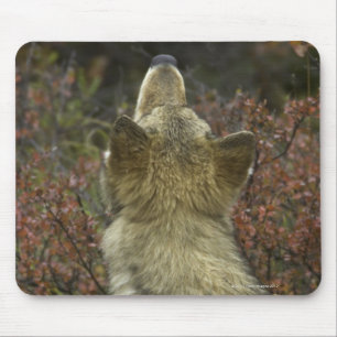 Grå färgvarg (Canislupus) Musmatta
