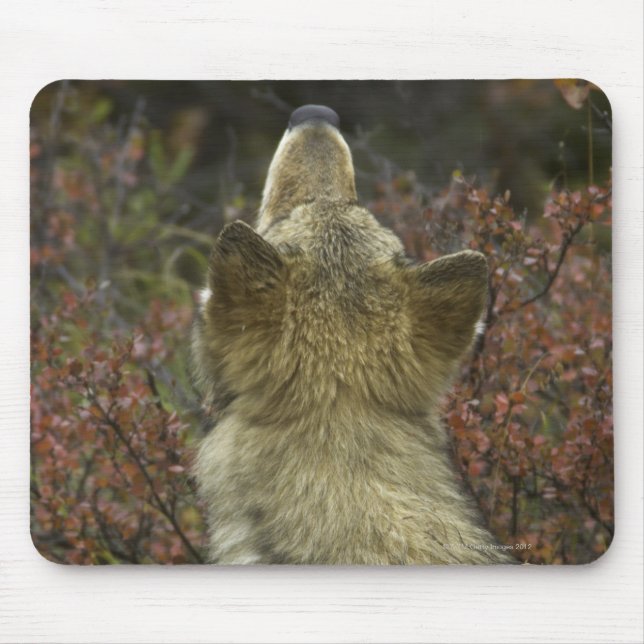 Grå färgvarg (Canislupus) Musmatta (Framsidan)