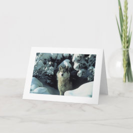 Grå färgvarg i snöfotokort kort