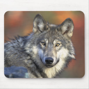 Grå färgvarg Mousepad Musmatta