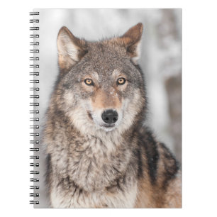 Grå färgvargen (Canislupus) med en gå i ax Anteckningsbok Med Spiral