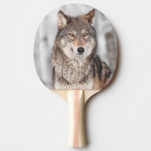 Grå färgvargen (Canislupus) med en gå i ax Pingisracket