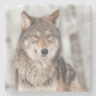 Grå färgvargen (Canislupus) med en gå i ax Underlägg Sten