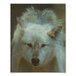 Grå färgvargfoto fototryck