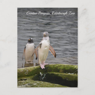 Grå Gentoo Pingvin Edinburgh Zoo Skottland  Vykort