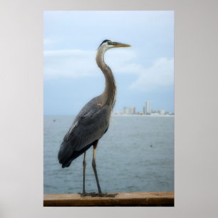 grå heron på pir poster