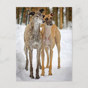 Grå hundvalpar Hundar- Brindle- och tandkäppar Vykort