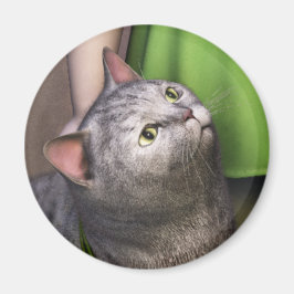 Grå Katt 3 Magnet