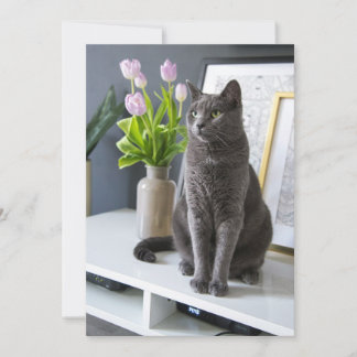 Grå katt på ett kontor. julkort