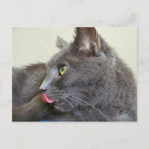 Grå katt vykort