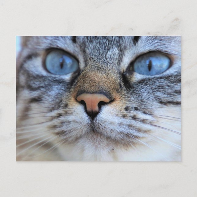 Grå katt vykort (Framsida)