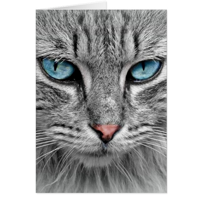 Grå Lång Hår Katt Blå Gröna Ögon Husdjur Djur Hälsningskort (Framsidan)