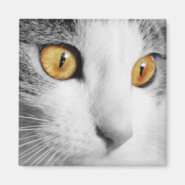 Grå och vit katt magnet
