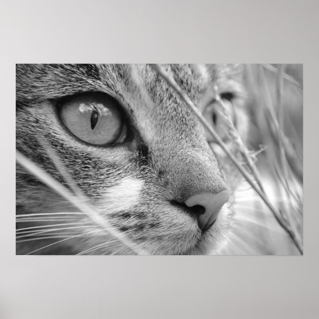 grå och vit katt på en grön poster (Framsidan)