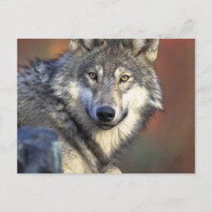 Grå och vit varg vykort