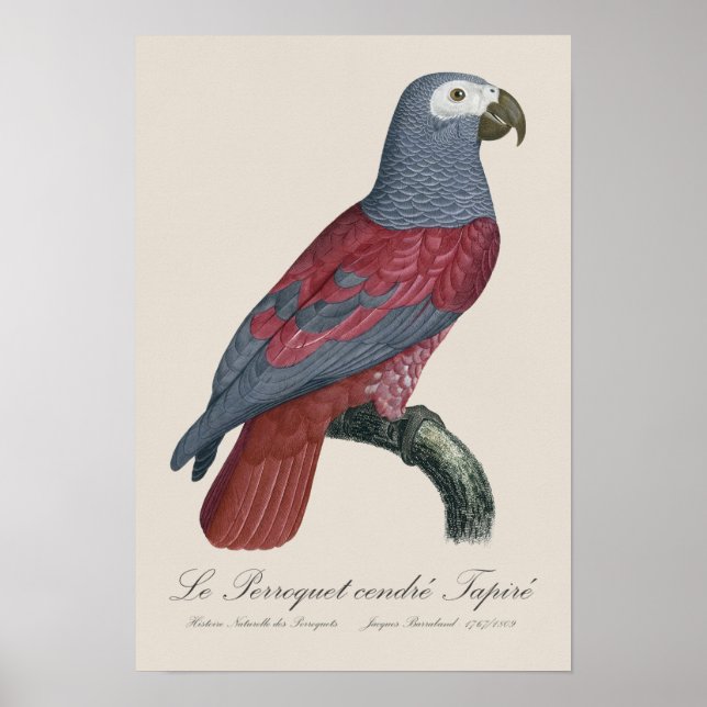 Grå papegoja Tapir  Poster (Framsidan)