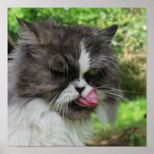 grå perserkatten ser rolig ut, bistert poster
