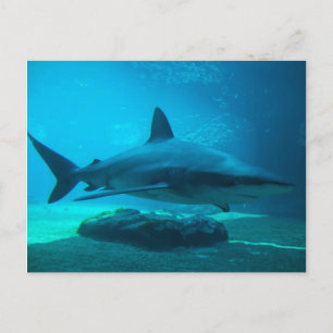 Grå revhaj (Carcharhinus Obscurus), Ushaka Vykort