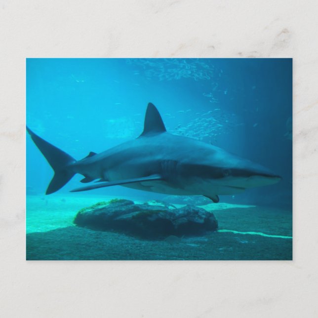 Grå revhaj (Carcharhinus Obscurus), Ushaka Vykort (Framsida)