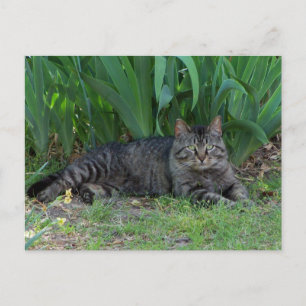 Grå Tabby Katt av Irisar Postkort Vykort